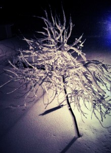 In our front yard